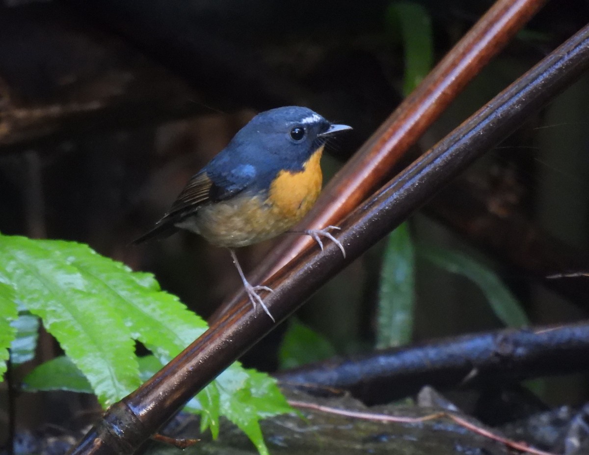 Gobemouche givré - ML645595492