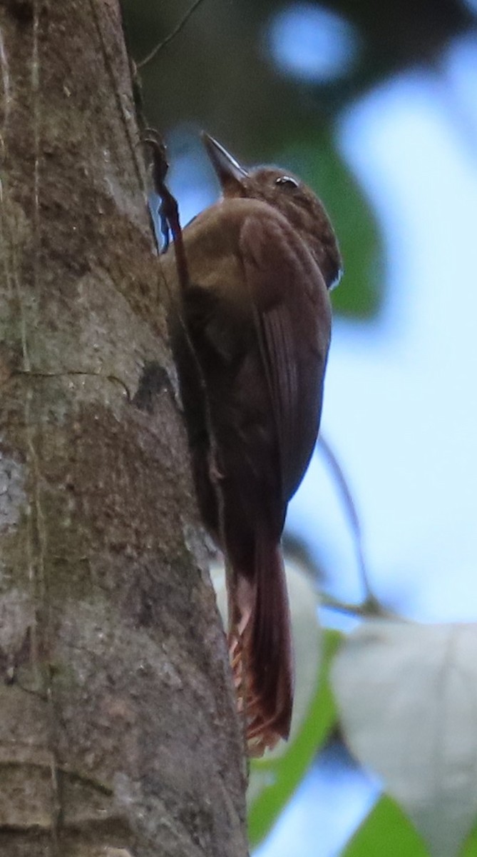 Grimpar bec-en-coin - ML645595493