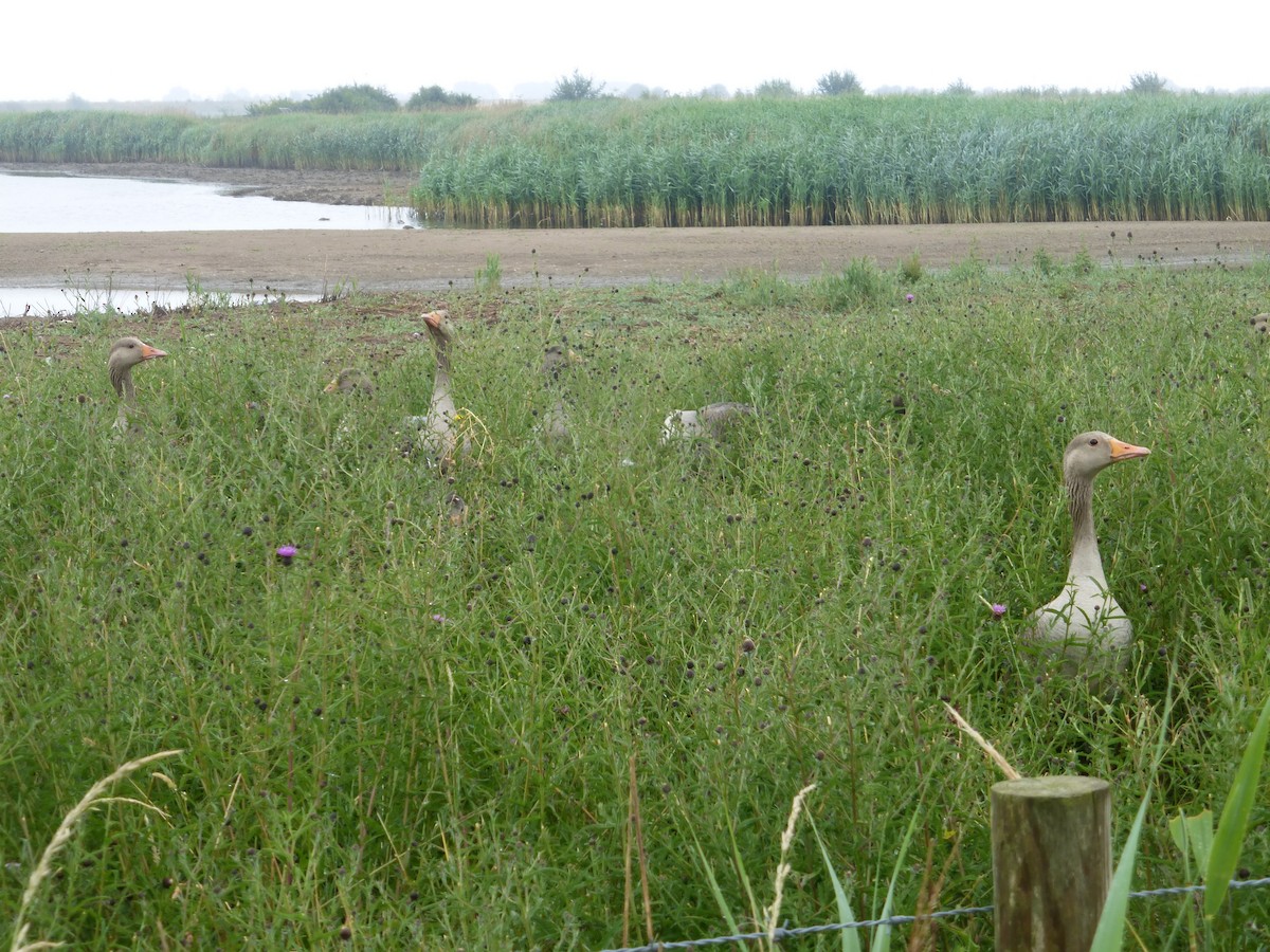 Oie cendrée - ML645595498