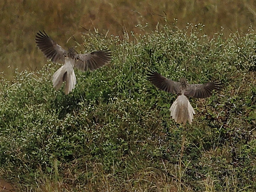 Tourterelle tigrine - ML645595499