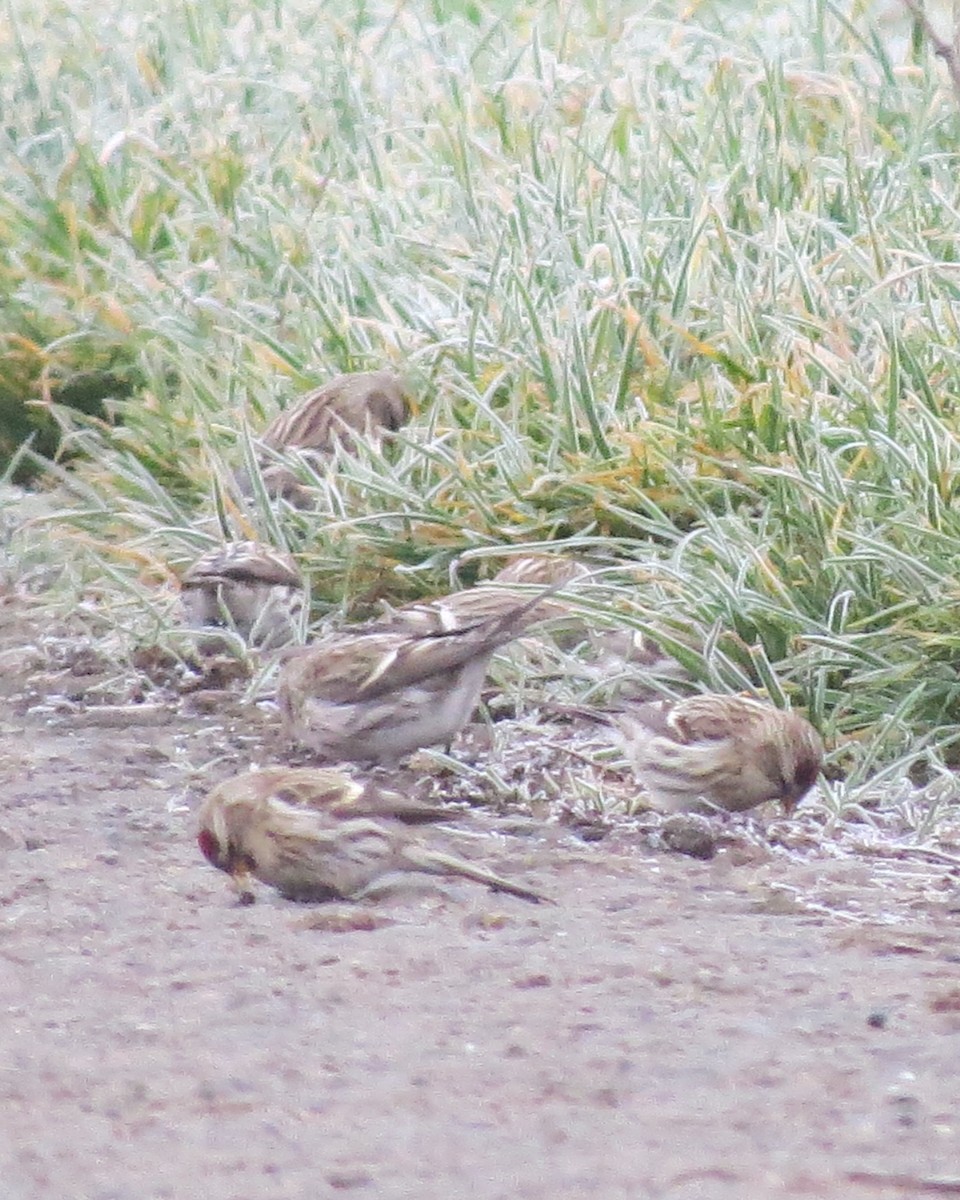 Sizerin flammé - ML645595500