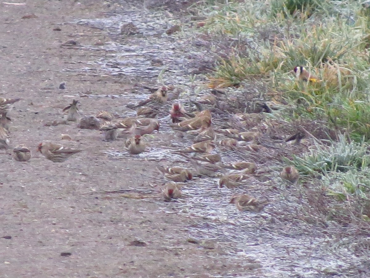 Sizerin flammé - ML645595501