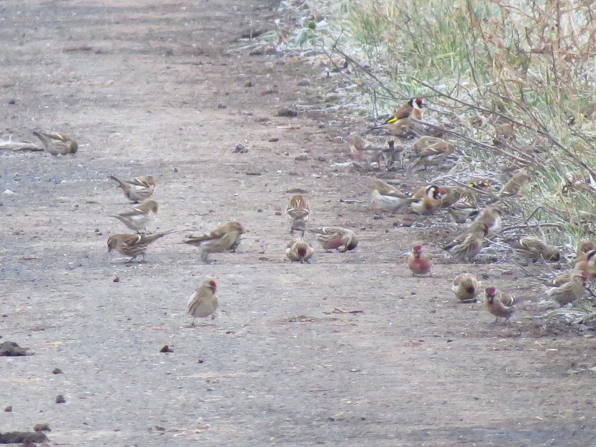 Sizerin flammé - ML645595502