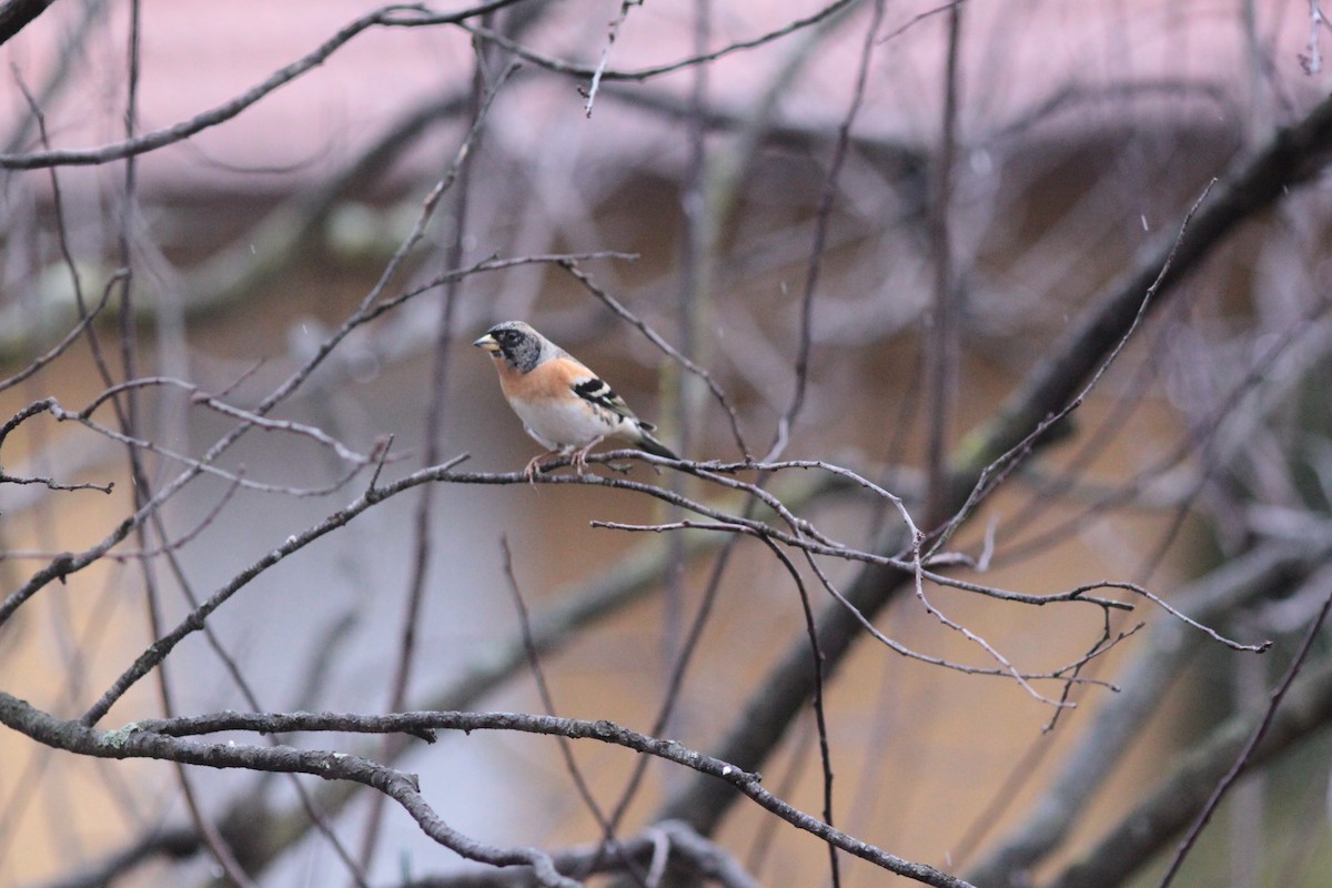 Pinson du Nord - ML645595503