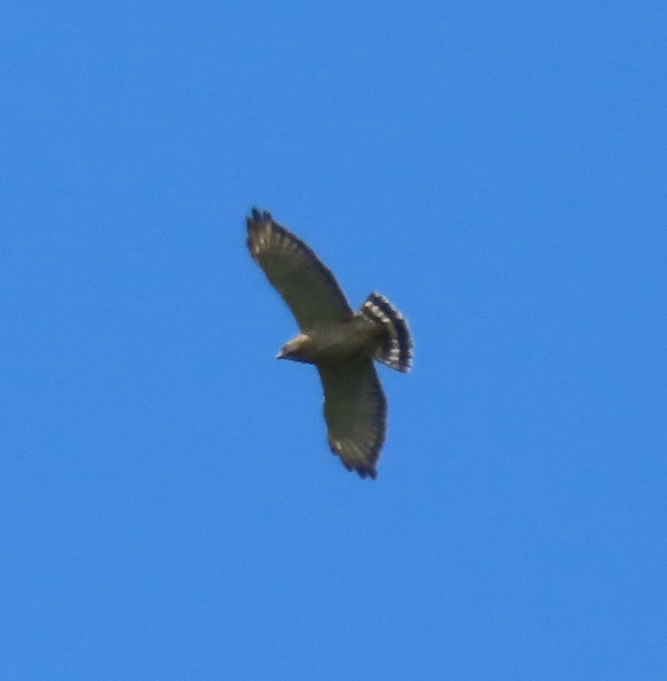 Petite Buse - ML645595504