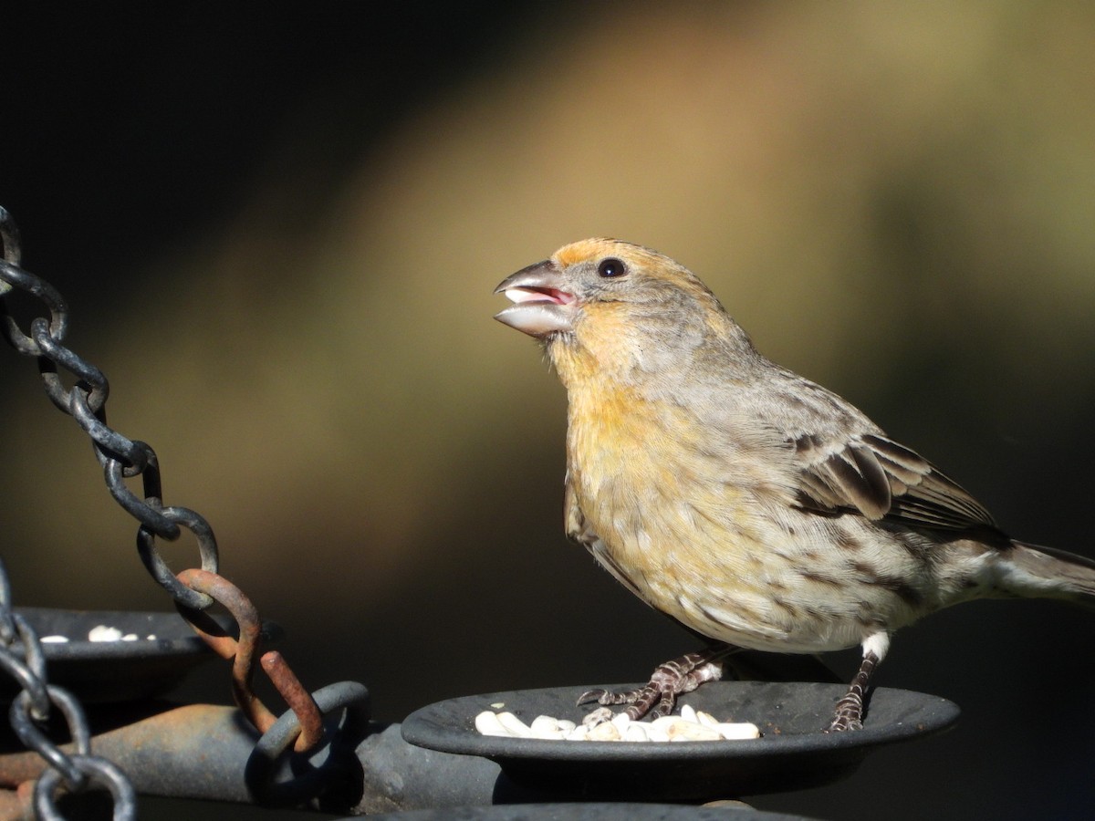 Roselin familier - ML645595508