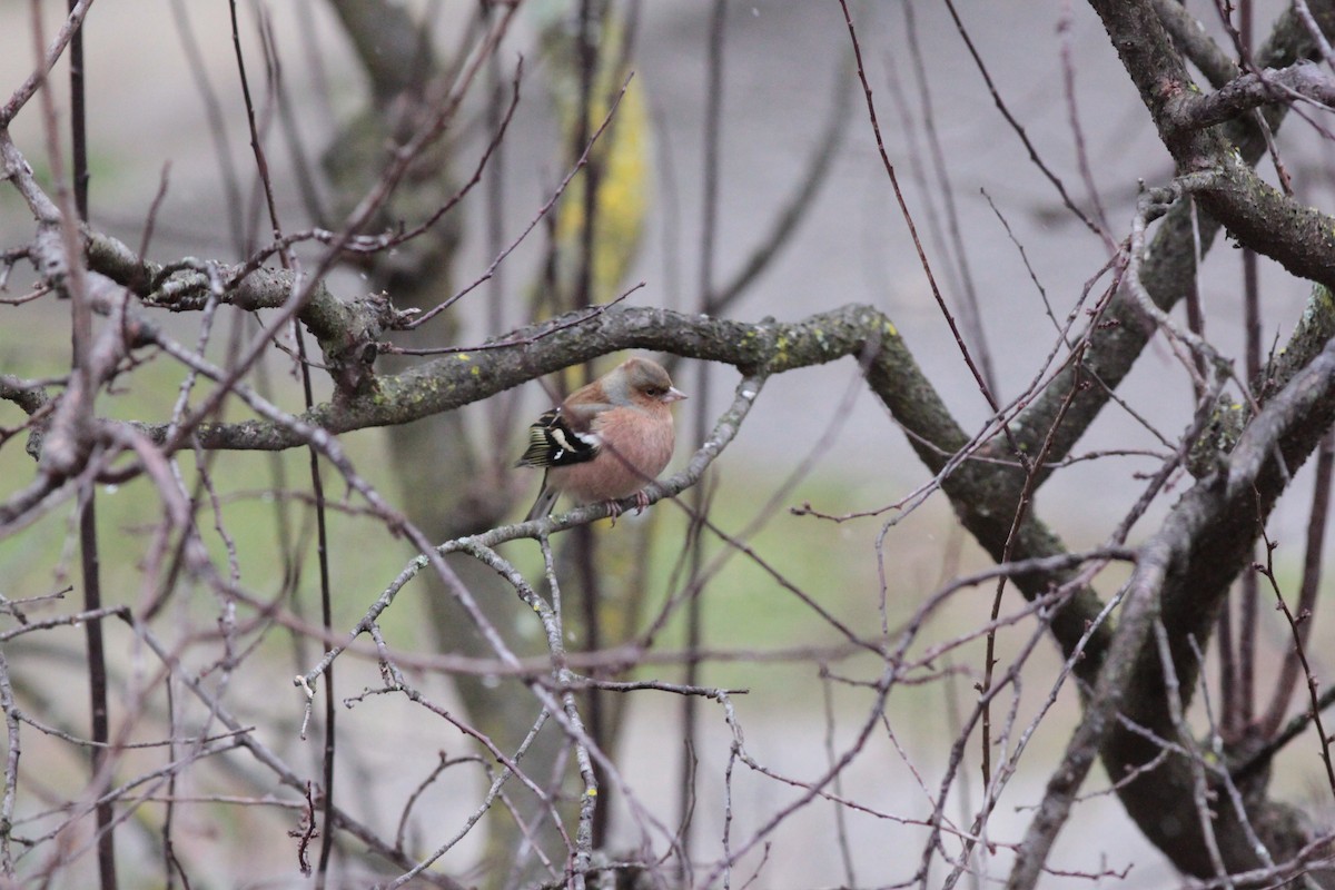 Pinson des arbres - ML645595514