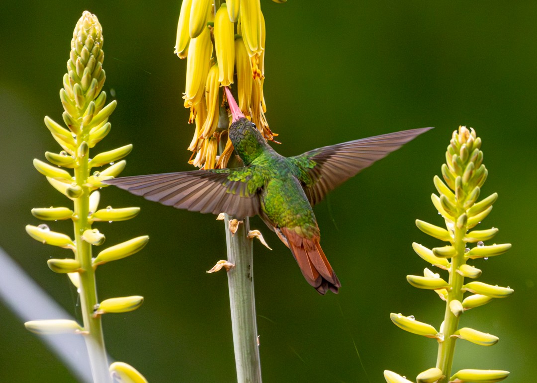 Ariane à ventre gris - ML645595518