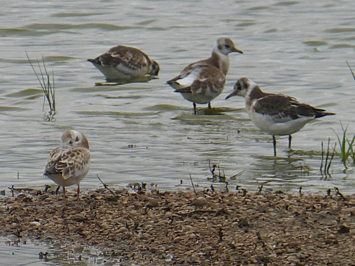 Black-headed Gull - ML645595523