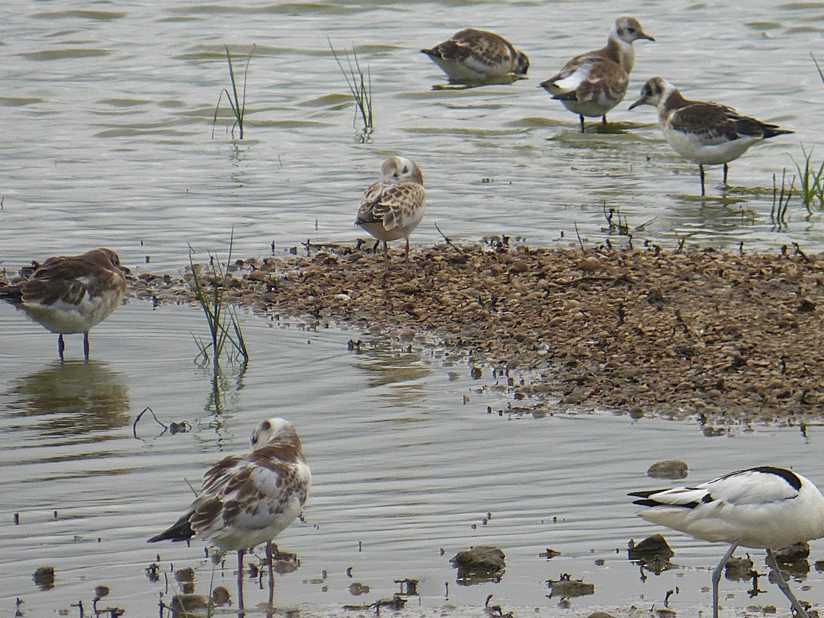 Black-headed Gull - ML645595524