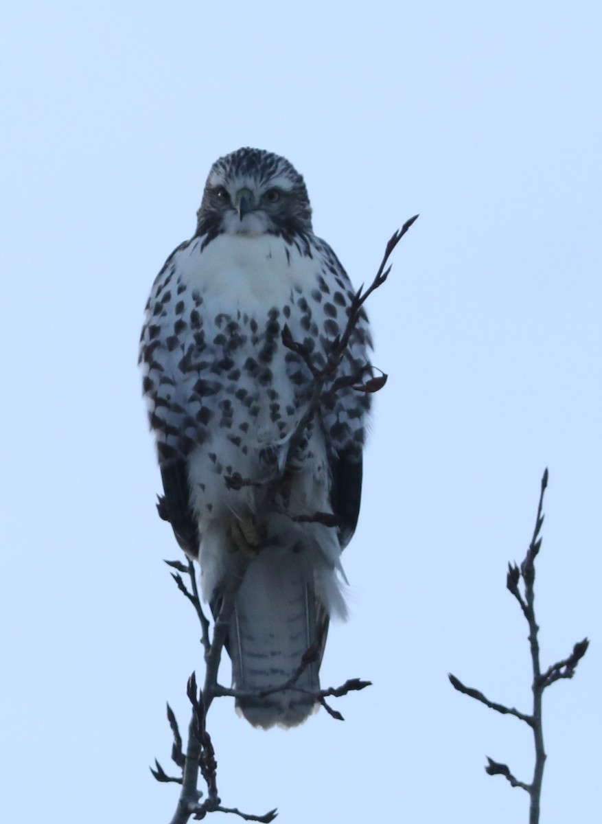 Red-tailed Hawk (Harlan's) - ML645595531