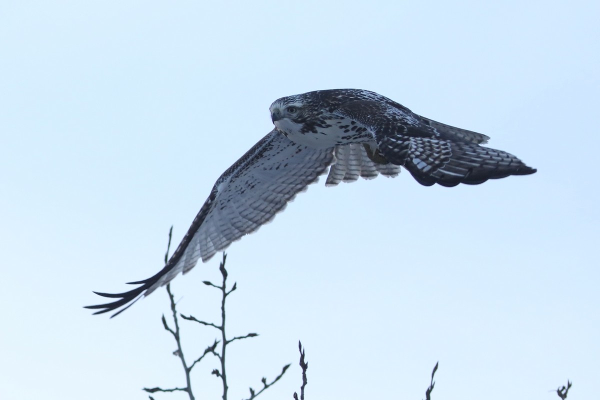 Red-tailed Hawk (Harlan's) - ML645595533
