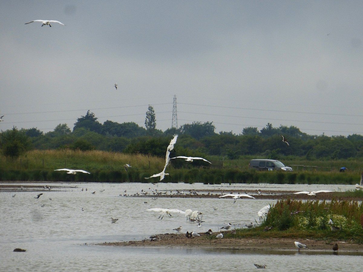Little Egret - ML645595538