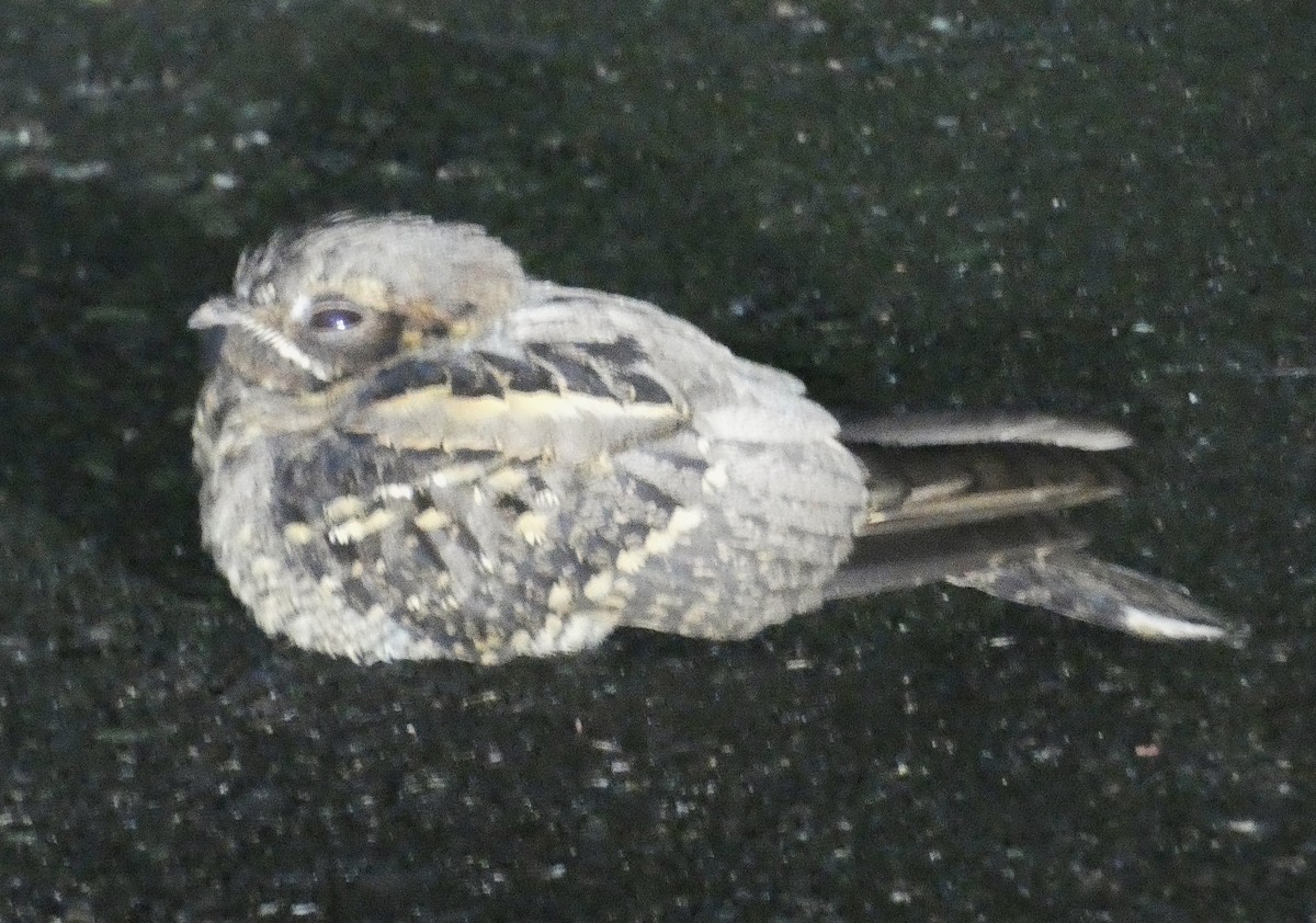 Large-tailed Nightjar - ML645595541