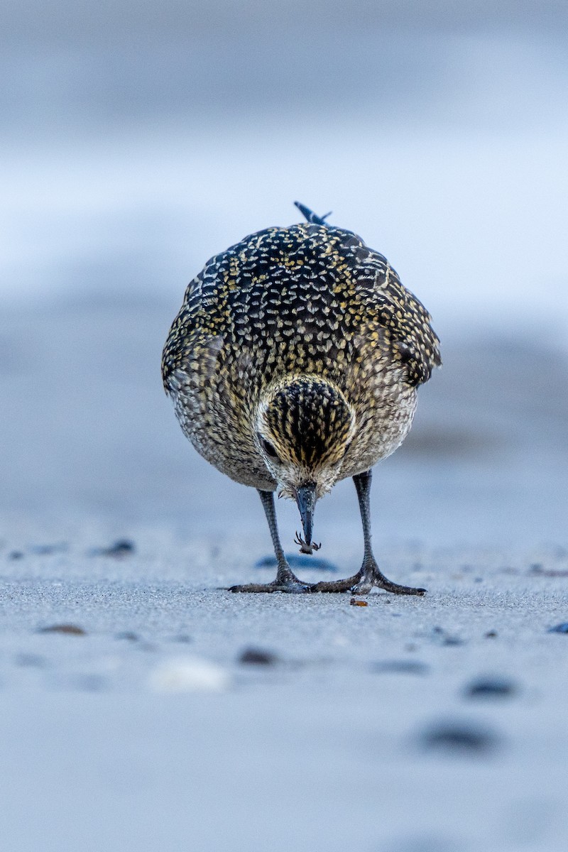 Сивка звичайна - ML645595543