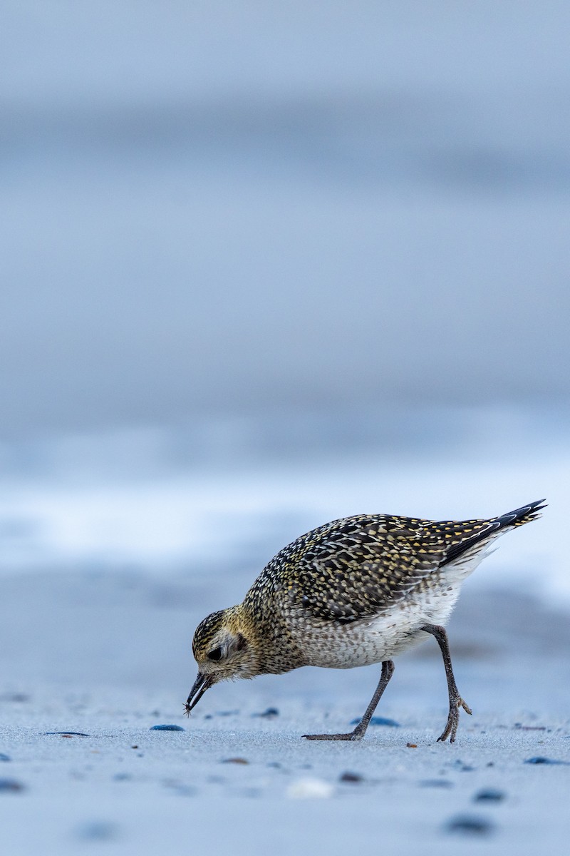 Сивка звичайна - ML645595544