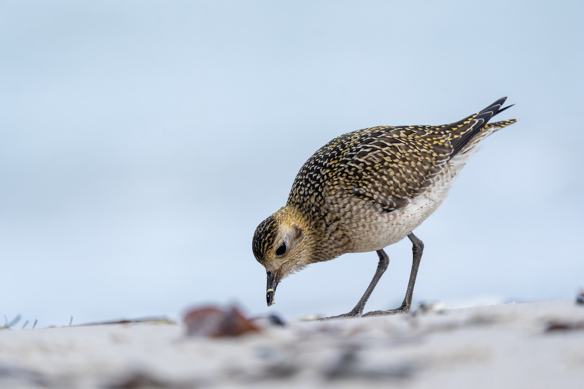 Сивка звичайна - ML645595548