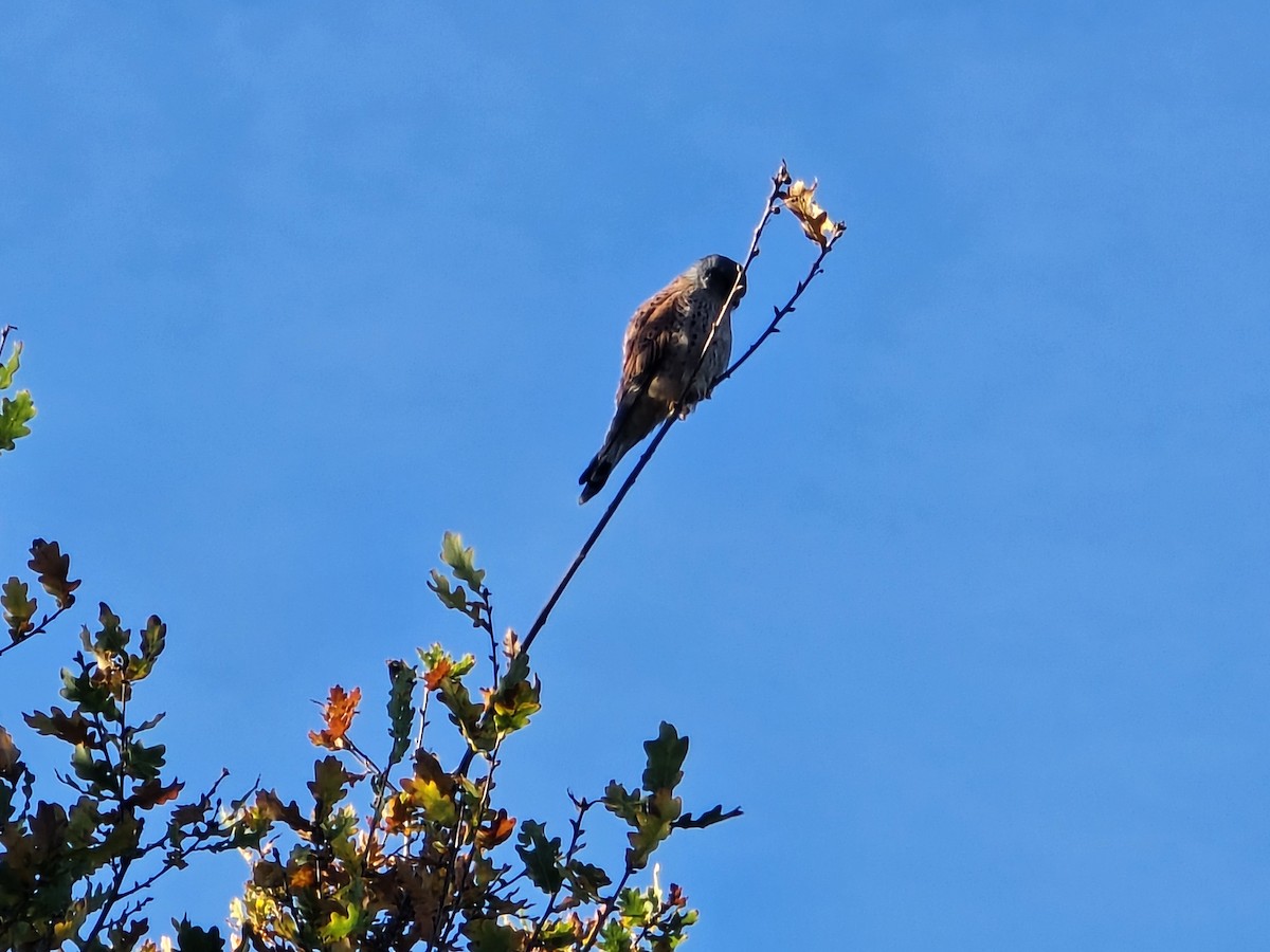 Начин шонхор - ML645595553