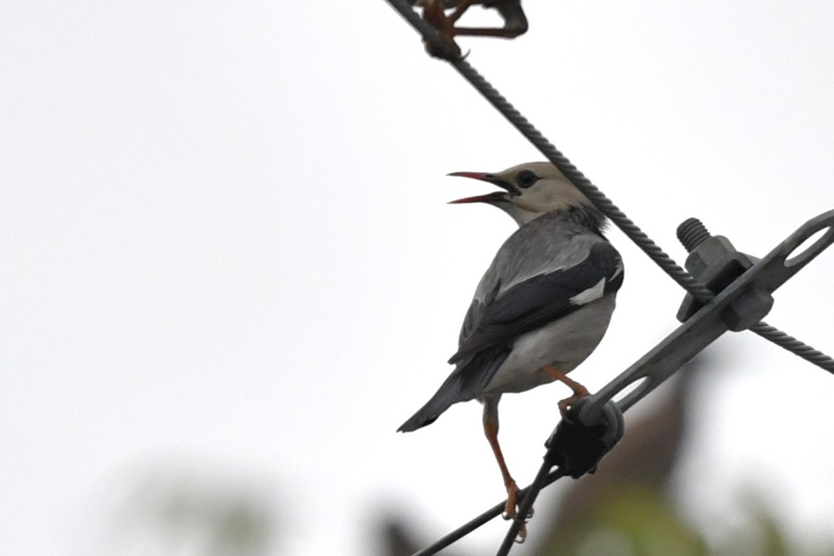 Red-billed Starling - ML645595556