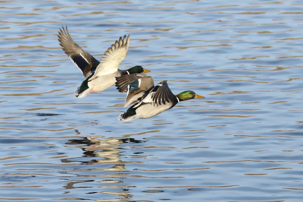 Mallard - ML645595559