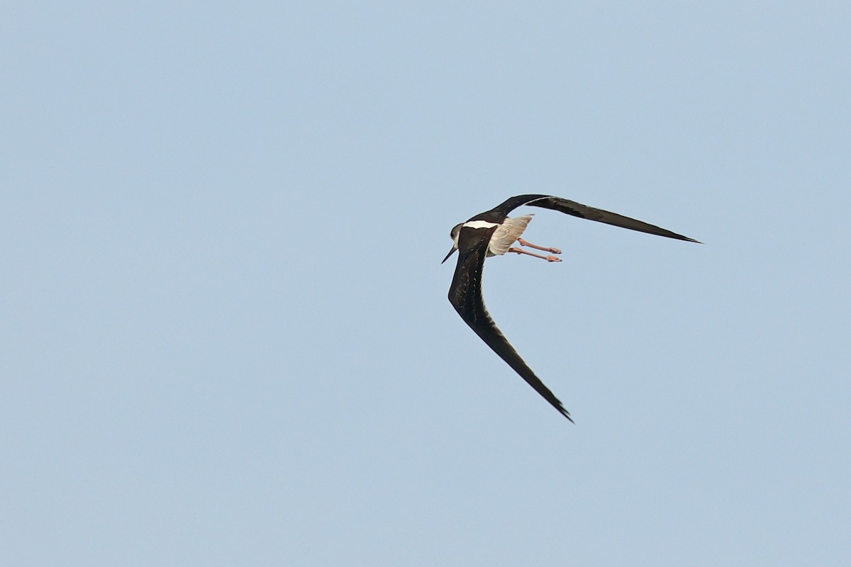 Zankaluze eurasiarra - ML645595562