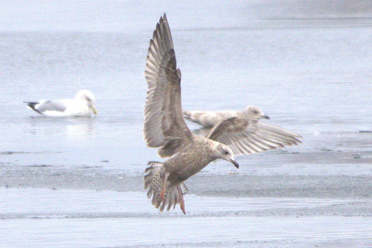 アイスランドカモメ - ML645595564