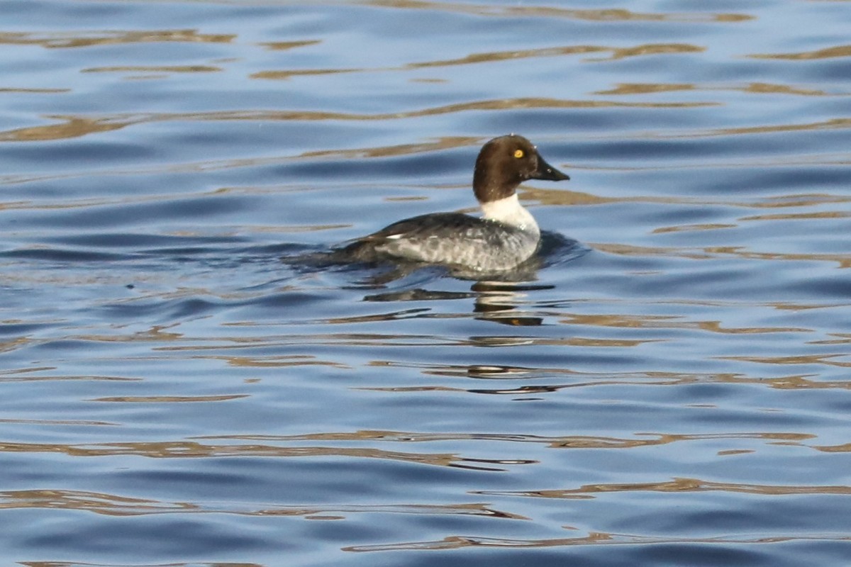 Common Goldeneye - ML645595568