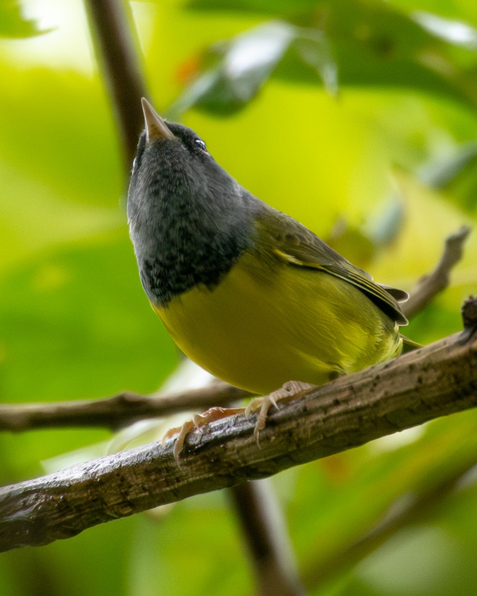 Mourning Warbler - ML645595570