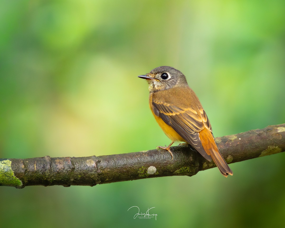 Ferruginous Flycatcher - ML645595584