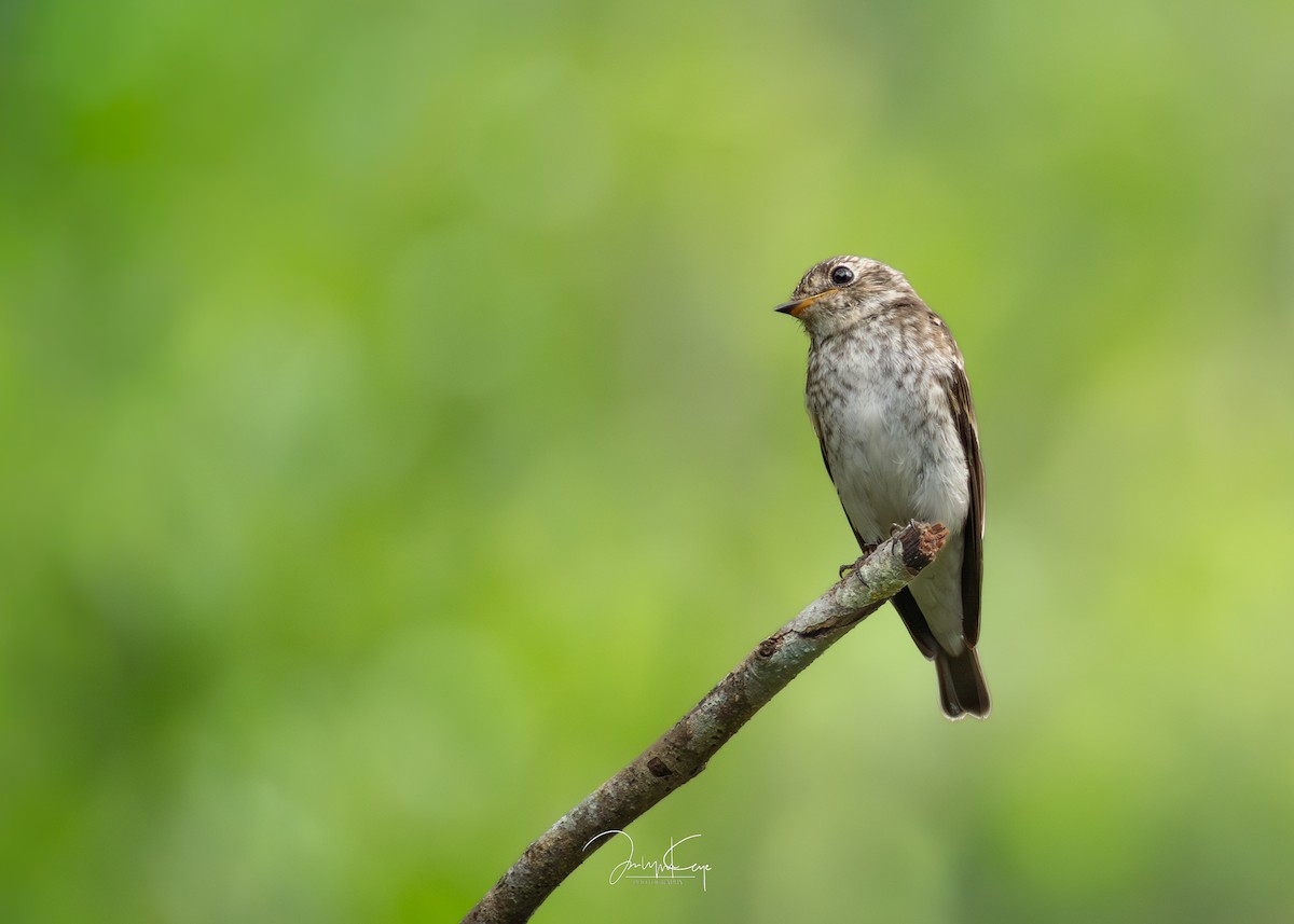 חטפית כהה - ML645595589