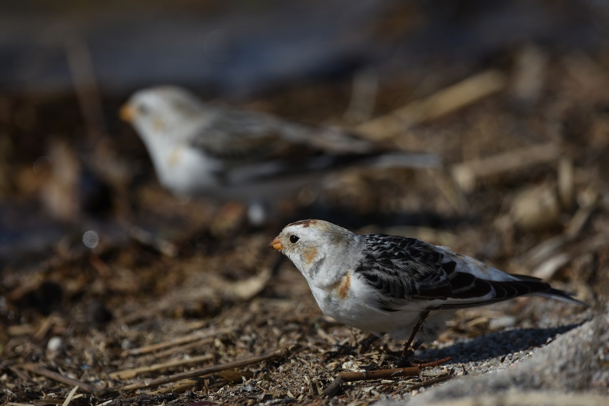 Snow Bunting - ML645595594