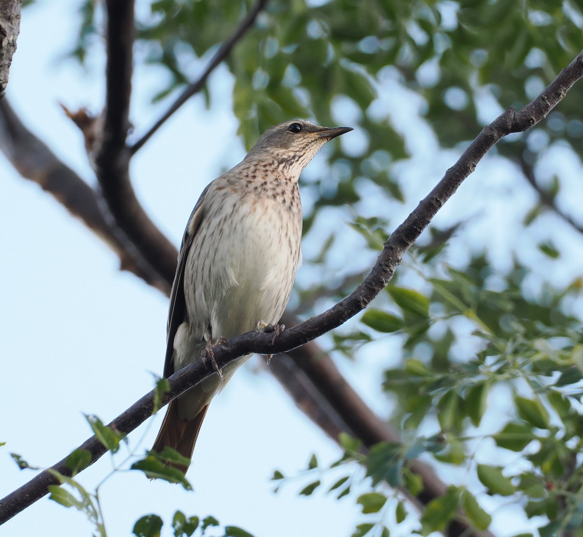 Red-throated Thrush - ML645595607