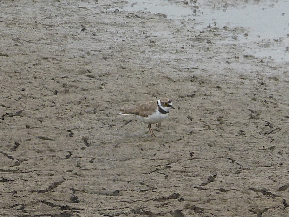 Little Ringed Plover - ML645595608
