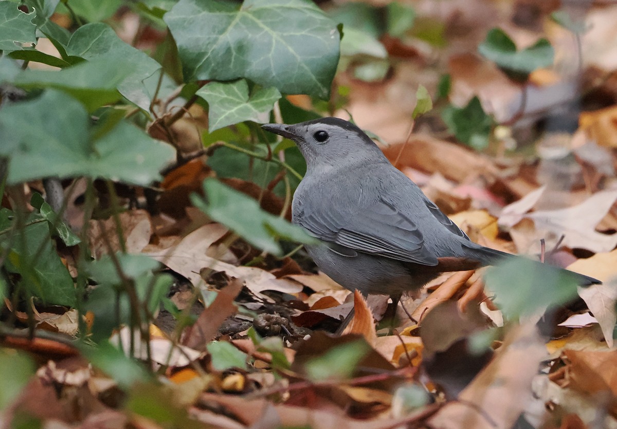 Gray Catbird - ML645595629
