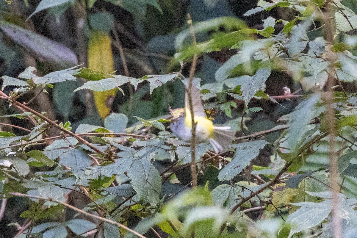 Chestnut-crowned Warbler - ML645595645