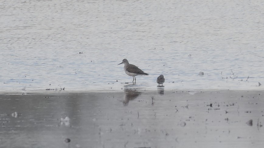 Lesser Yellowlegs - ML645595652