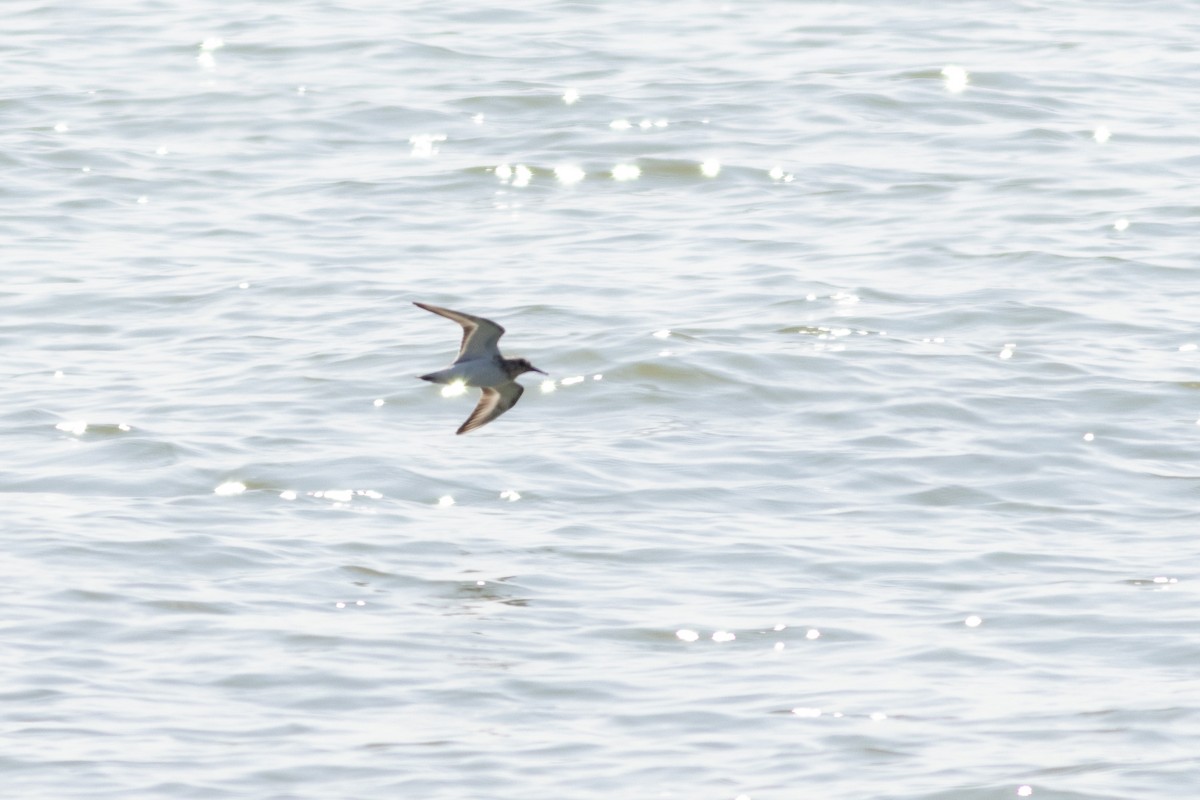 Txirri zuria - ML645595653