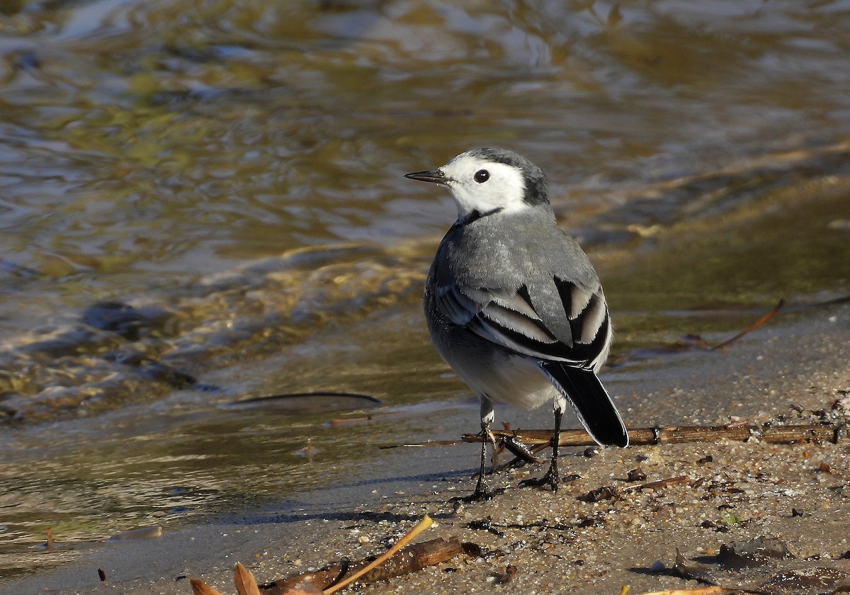 konipas bílý - ML645595658