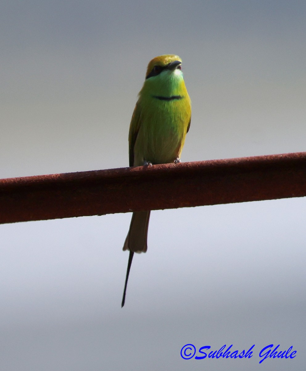 Asian Green Bee-eater - ML645595665