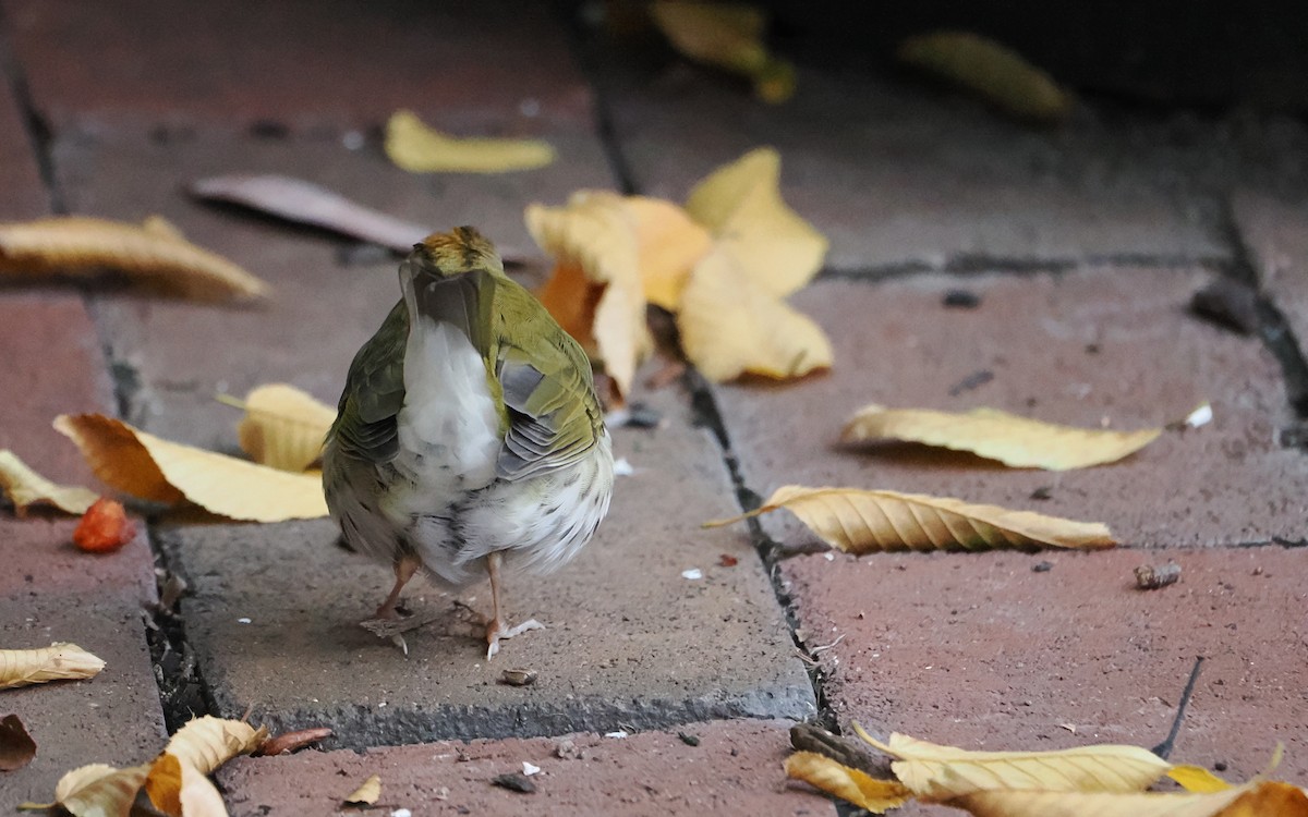 Ovenbird - ML645595668