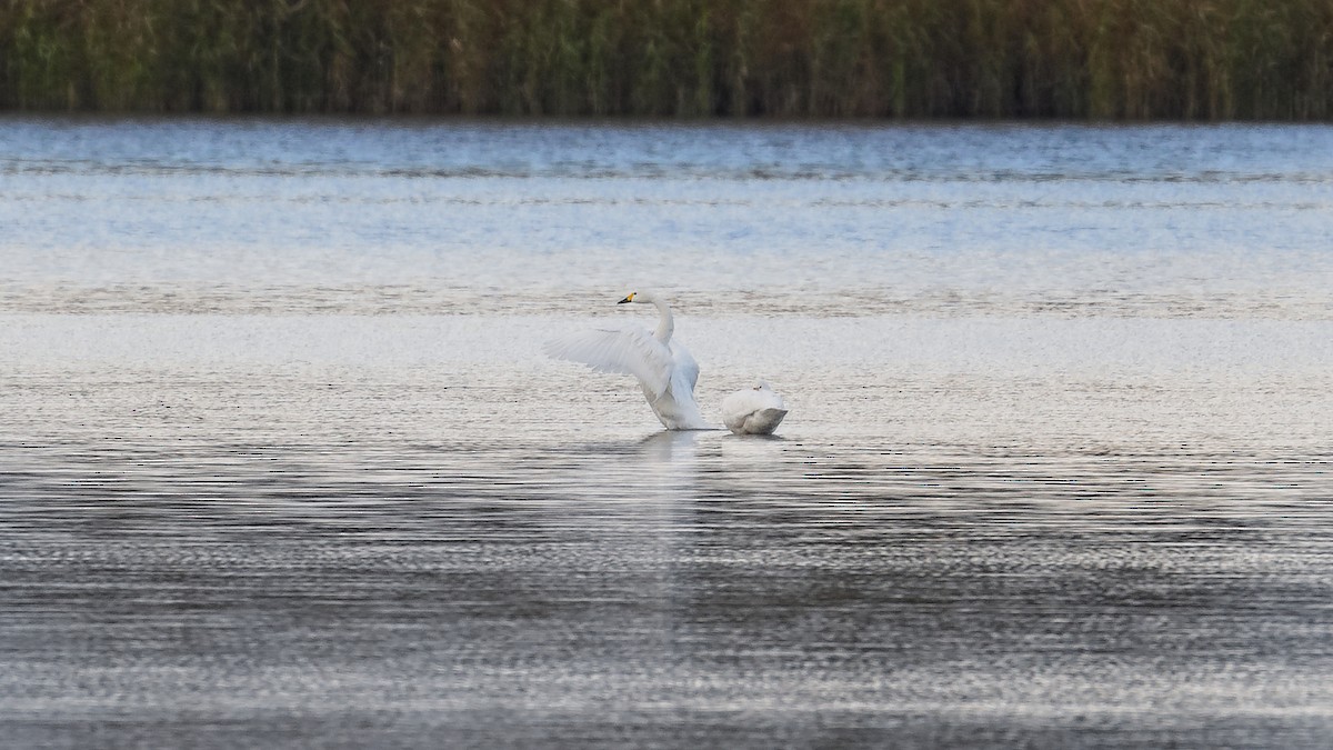 Tundra Swan (Bewick's) - ML645595671