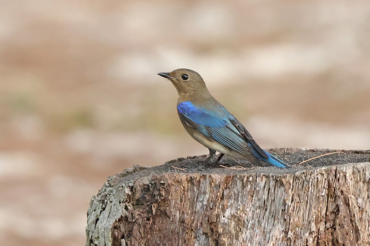 Blue-and-white Flycatcher - ML645595678