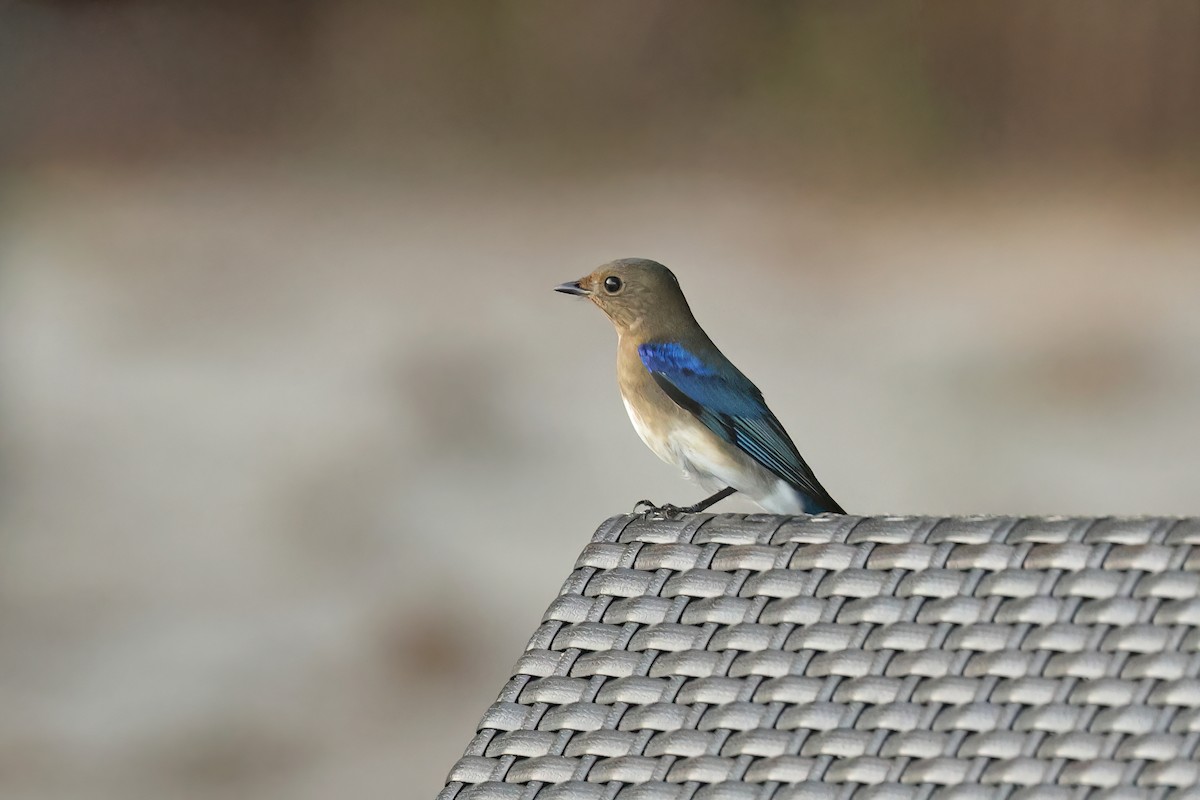 Blue-and-white Flycatcher - ML645595680