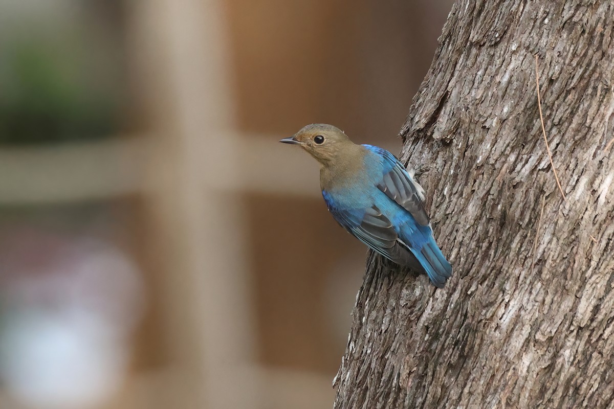Blue-and-white Flycatcher - ML645595681