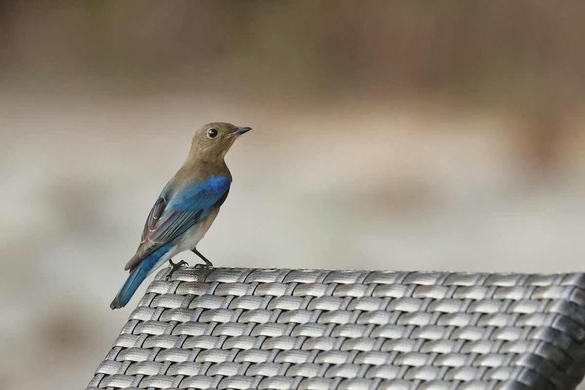 Blue-and-white Flycatcher - ML645595682