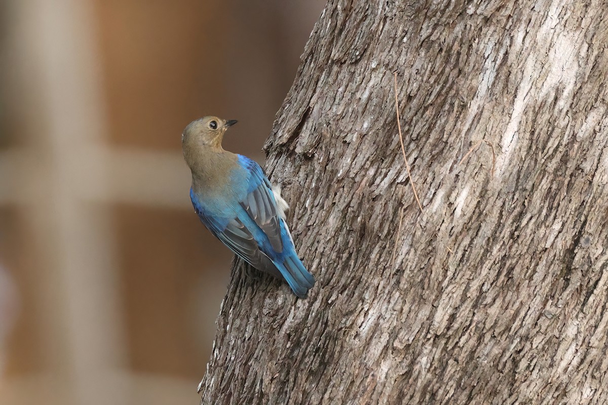 Blue-and-white Flycatcher - ML645595683