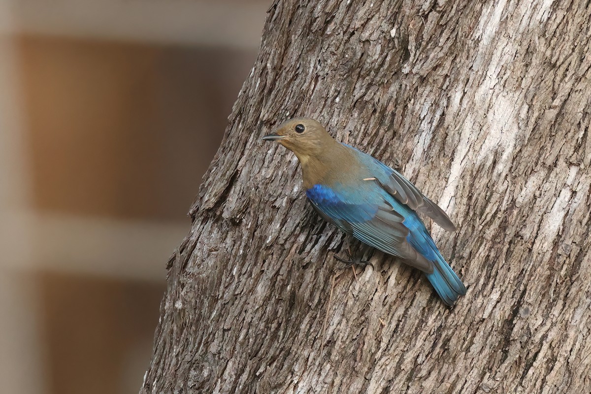 Blue-and-white Flycatcher - ML645595684