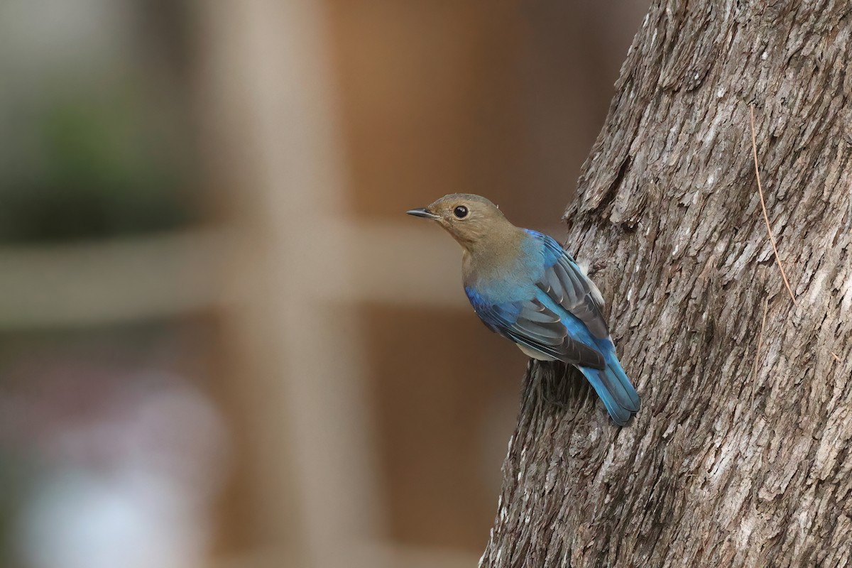 Blue-and-white Flycatcher - ML645595685