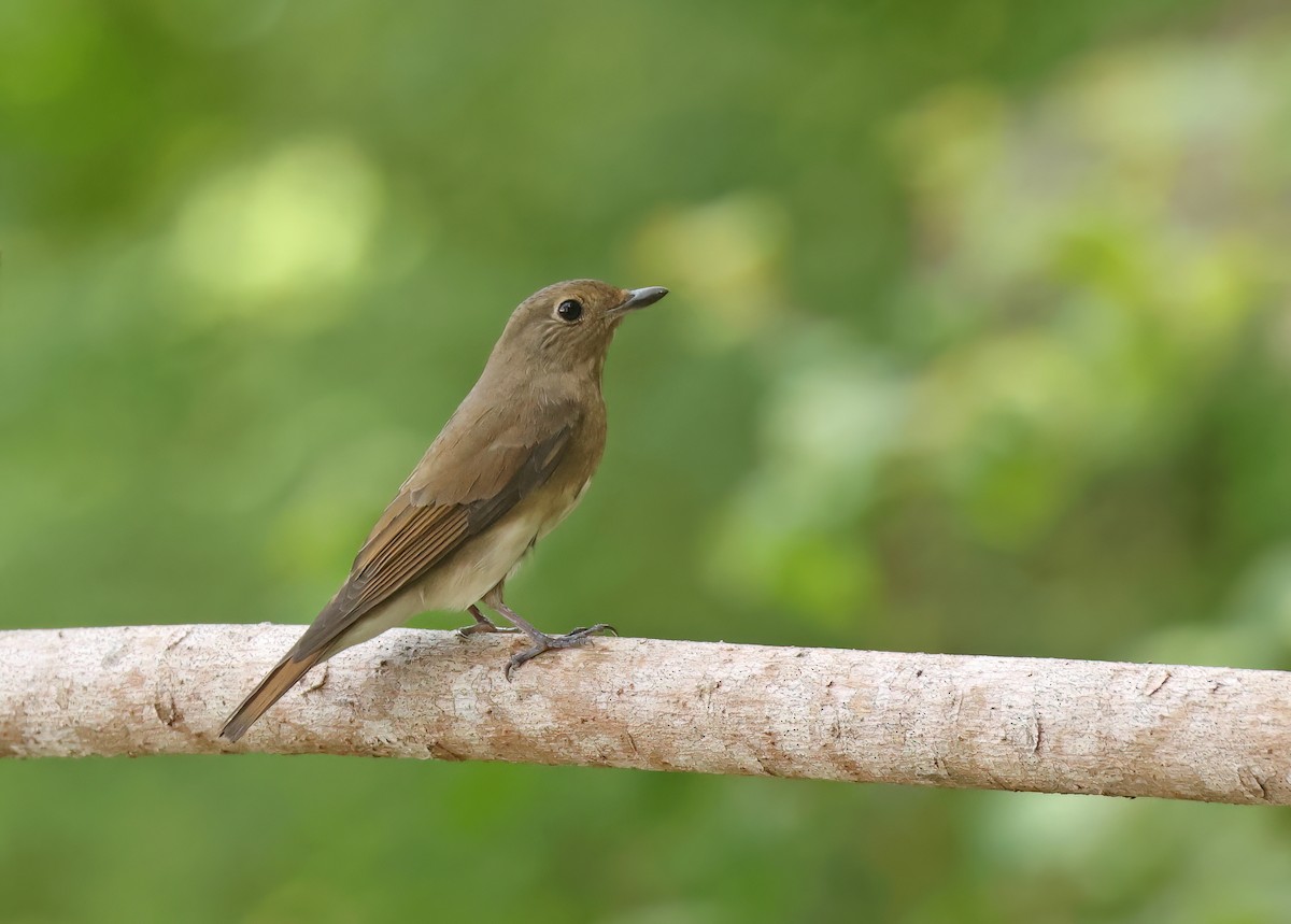 Blue-and-white Flycatcher - ML645595686