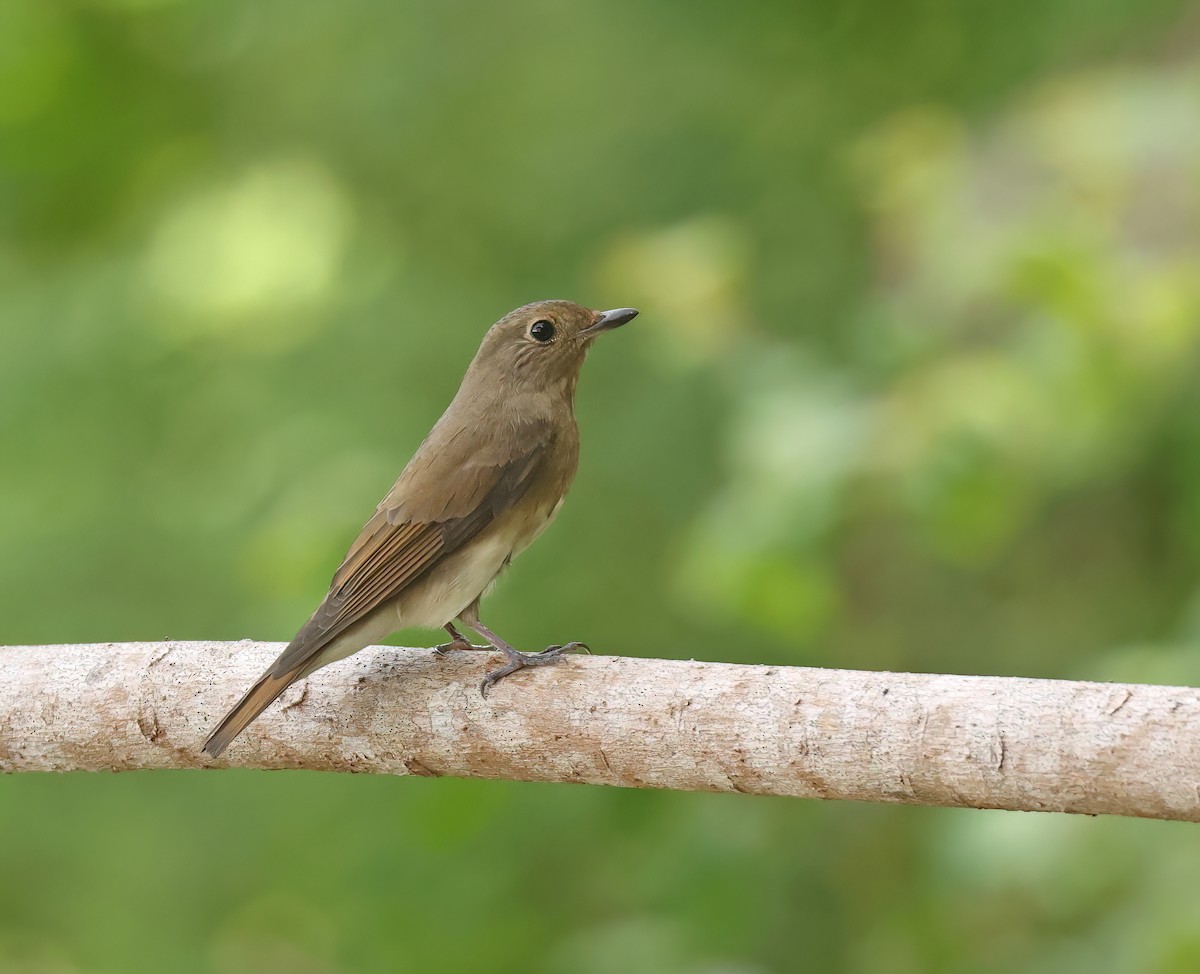 Blue-and-white Flycatcher - ML645595688